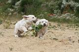 GOLDEN RETRIEVER 349